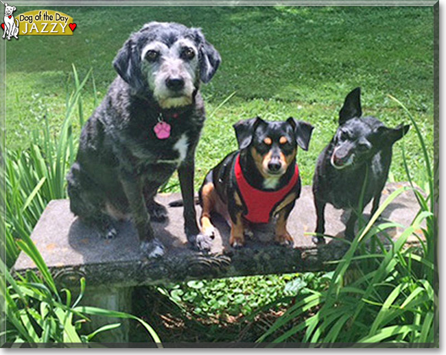 Jazzy the Terrier mix, the Dog of the Day