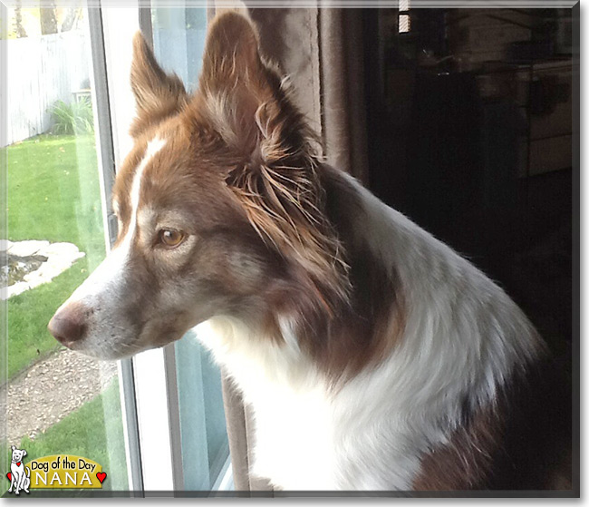 Nana the Australian Shepherd/Shetland Sheepdog, the Dog of the Day