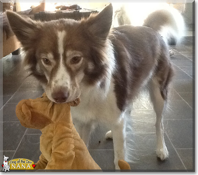 Nana the Australian Shepherd/Shetland Sheepdog, the Dog of the Day