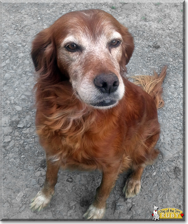 Ruby the Irish Setter, the Dog of the Day