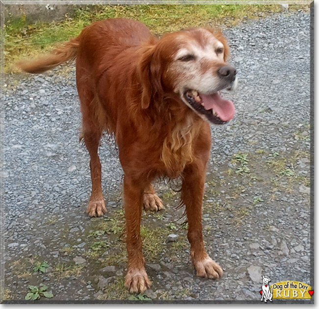 Ruby the Irish Setter, the Dog of the Day