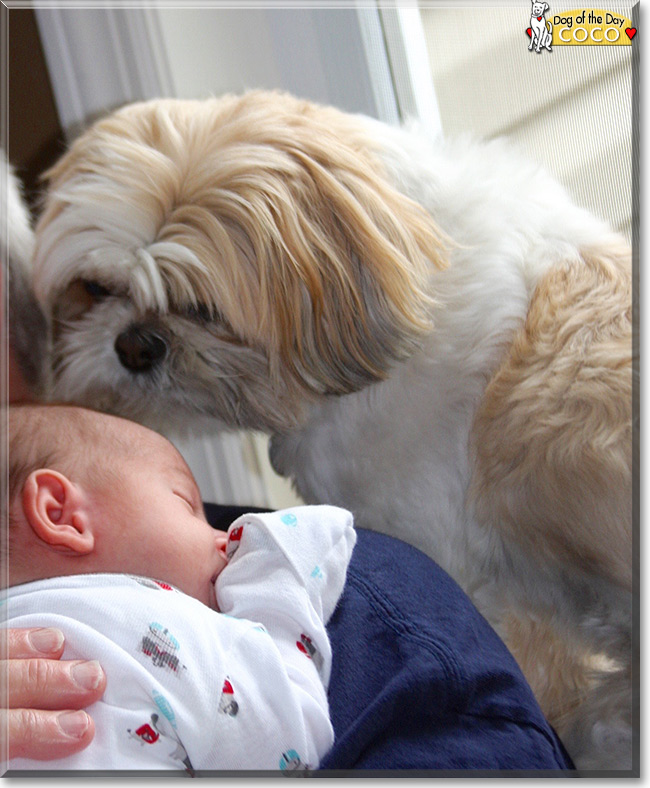 Coco the Shih Tzu, the Dog of the Day