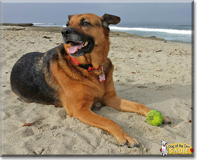 Sadie the Shepherd mix, the Dog of the Day 