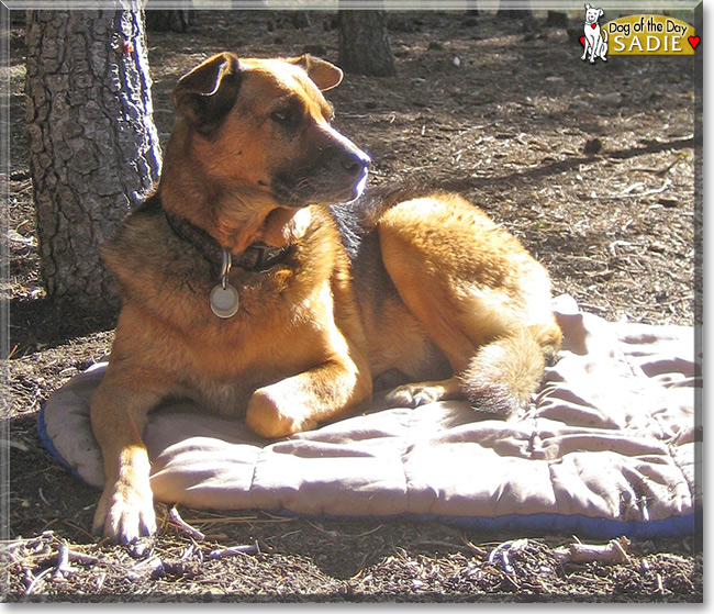 Sadie the Shepherd mix, the Dog of the Day