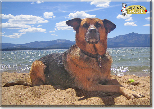 Sadie the Shepherd mix, the Dog of the Day