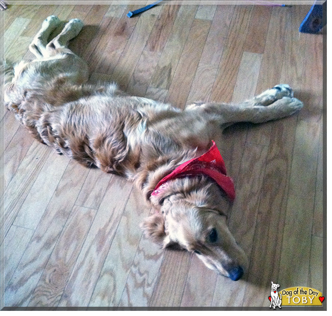 Toby the Golden Retriever, the Dog of the Day 