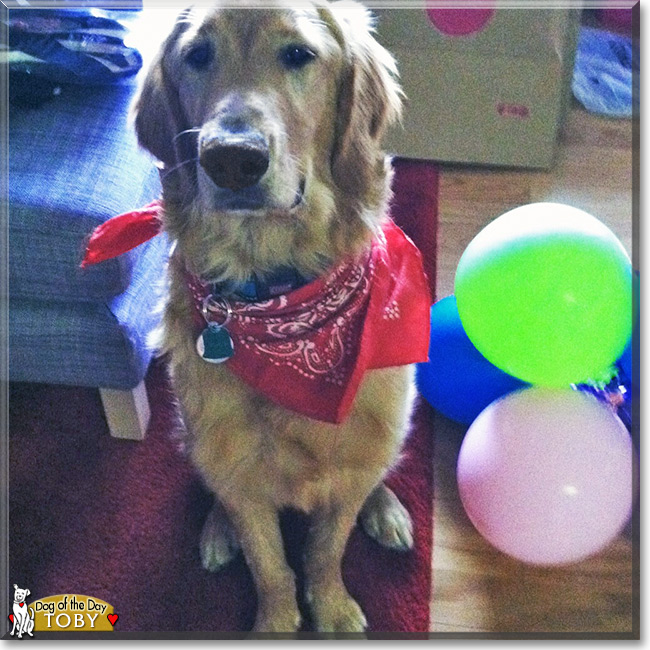 Toby the Golden Retriever, the Dog of the Day 