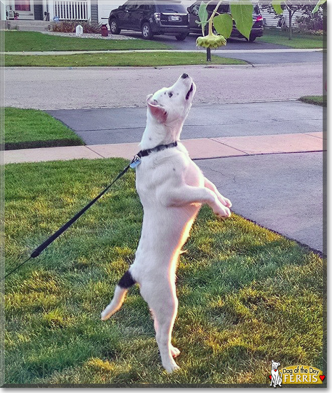 Ferris the Australian Cattle Dog/Labrador mix, the Dog of the Day 