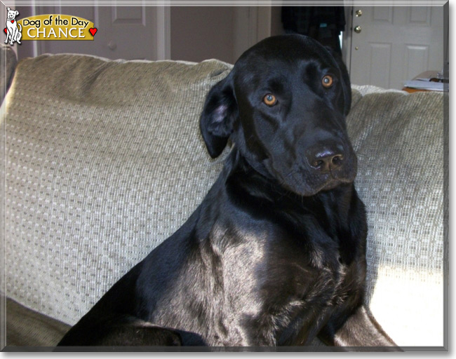 Chance the Labrador Retriever, the Dog of the Day