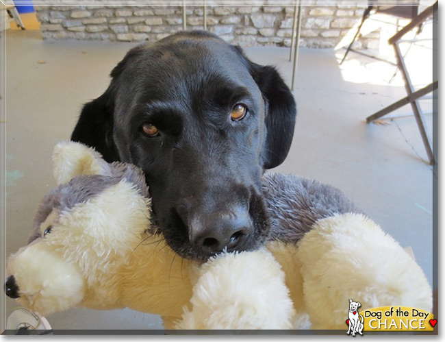 Chance the Labrador Retriever, the Dog of the Day 