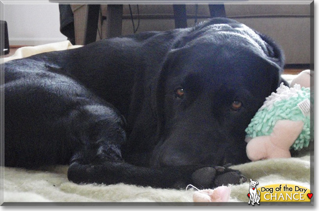 Chance the Labrador Retriever, the Dog of the Day 