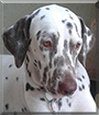 Luxy the Dalmatian