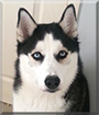 Thor the Siberian Husky