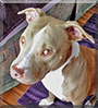 Poppet the American Pit Bull Terrier