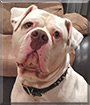 Diesel the American Bulldog