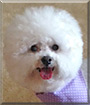 Kasey the Bichon Frise 