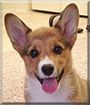 Hank the Pemroke Welsh Corgi