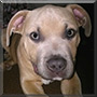 Tydis the Blue/Fawn Pitbull