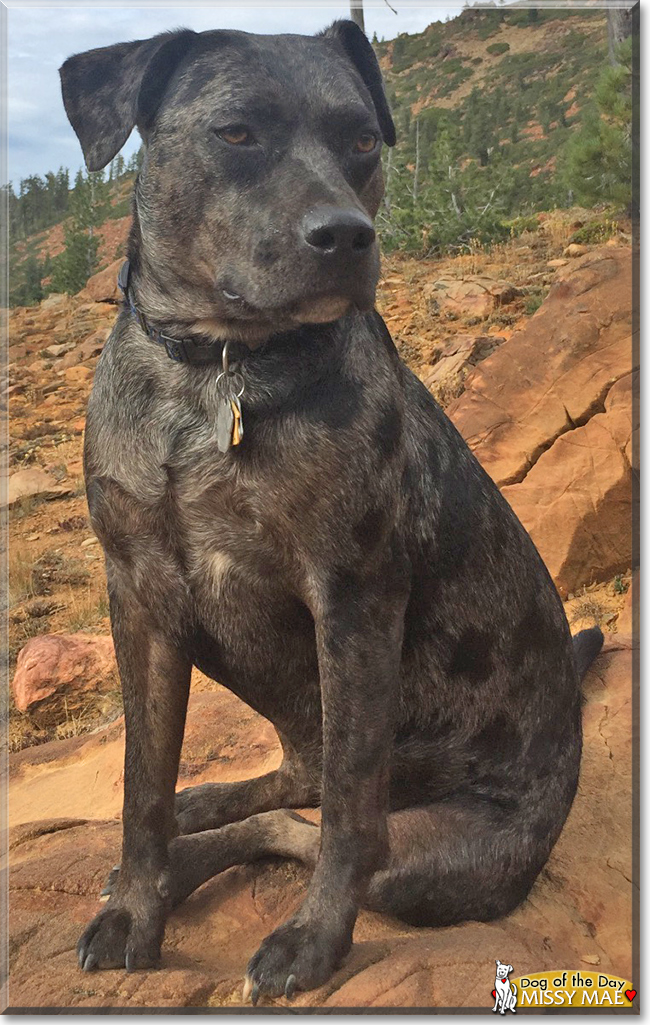 Missy Mae the Catahoula mix, the Dog of the Day