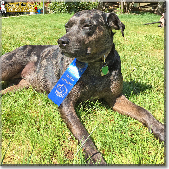 Missy Mae the Catahoula mix, the Dog of the Day