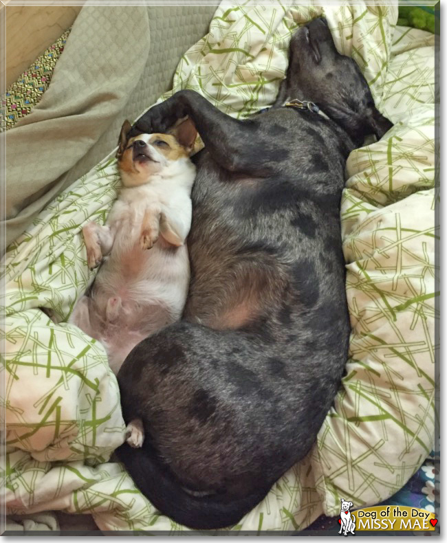 Missy Mae the Catahoula mix, the Dog of the Day