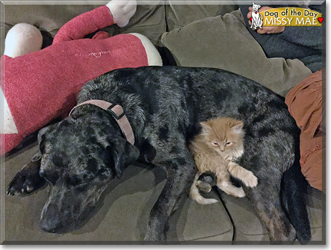 Missy Mae the Catahoula mix, the Dog of the Day