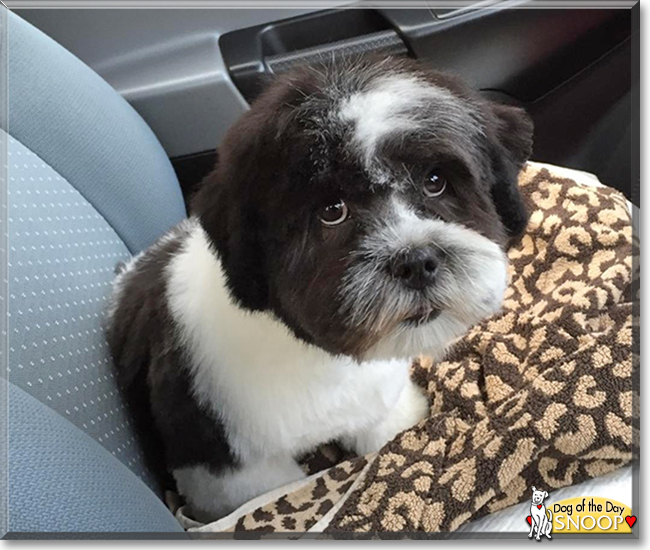 Snoop the Lhasa Apso, the Dog of the Day