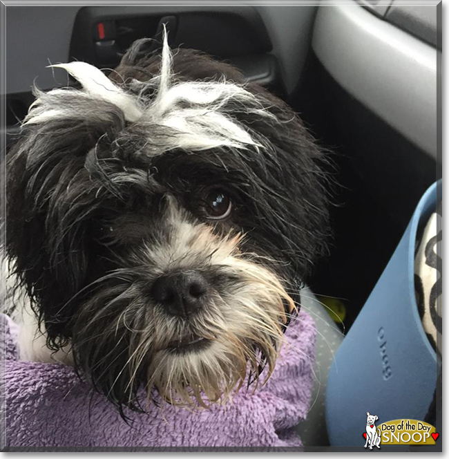 Snoop the Lhasa Apso, the Dog of the Day