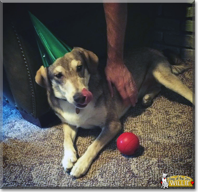 Willie the Husky, Labrador Retriever mix, the Dog of the Day