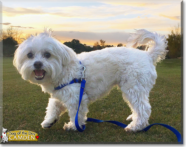 Camden the Maltese Poodle Mix, the Dog of the Day