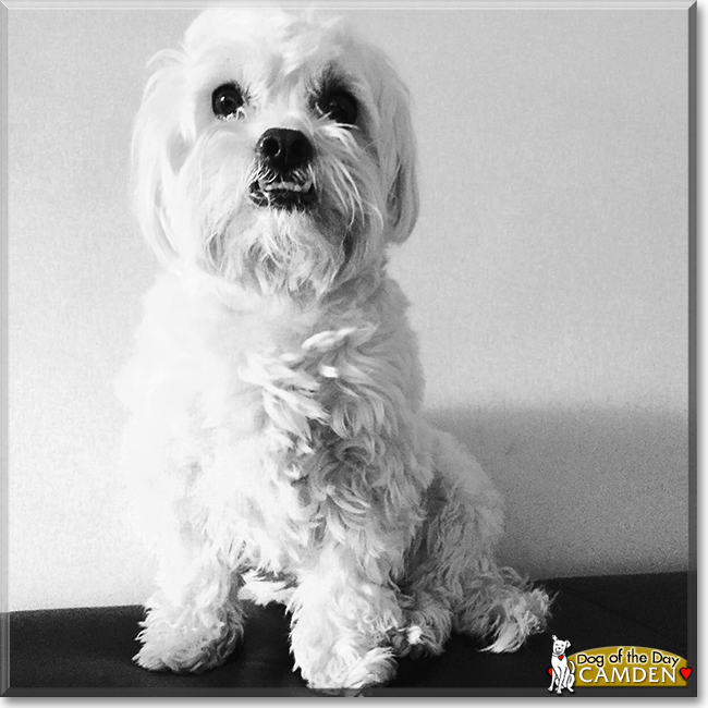 Camden the Maltese Poodle Mix, the Dog of the Day