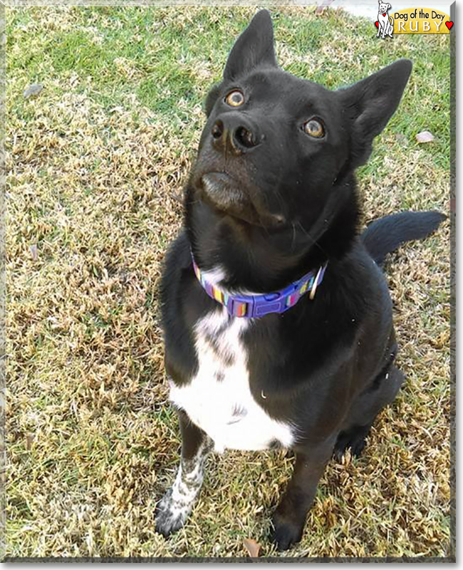 Ruby the Cattle Dog/Labrador Mix, the Dog of the Day