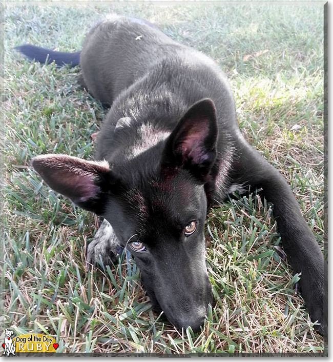 Ruby the Cattle Dog/Labrador Mix, the Dog of the Day