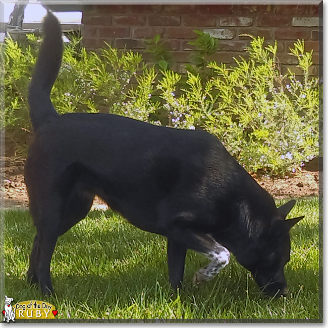 Ruby the Cattle Dog/Labrador Mix, the Dog of the Day