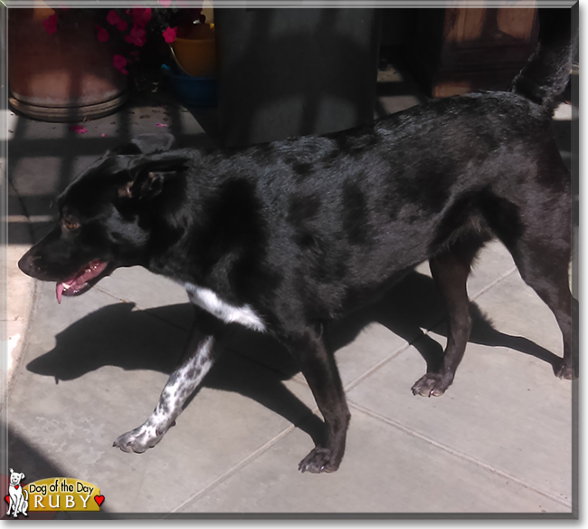 Ruby the Cattle Dog/Labrador Mix, the Dog of the Day