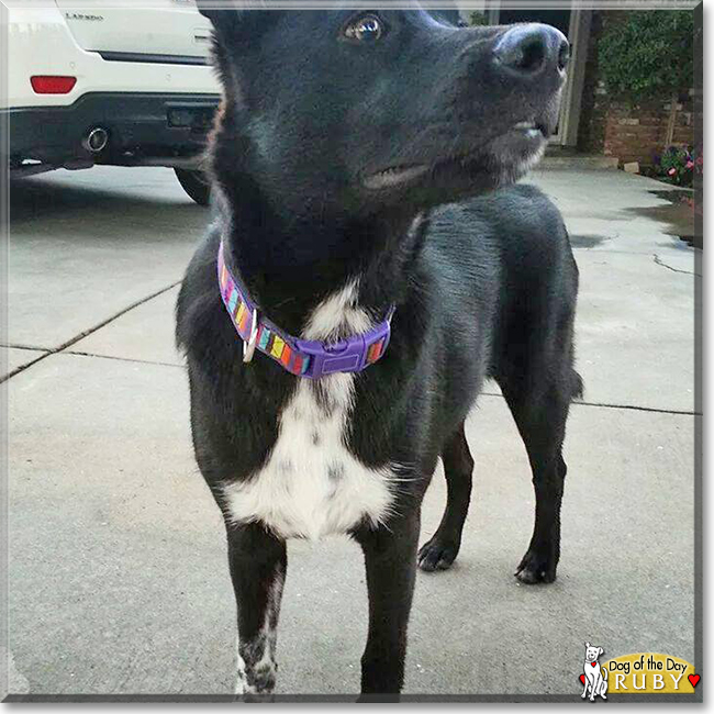 Ruby the Cattle Dog/Labrador Mix, the Dog of the Day