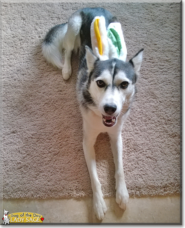 Lady Sage the Siberian Husky, the Dog of the Day