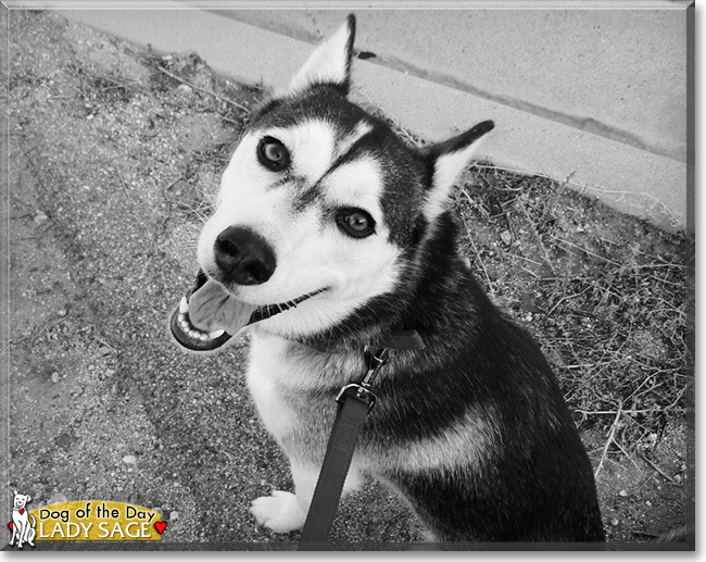 Lady Sage the Siberian Husky, the Dog of the Day