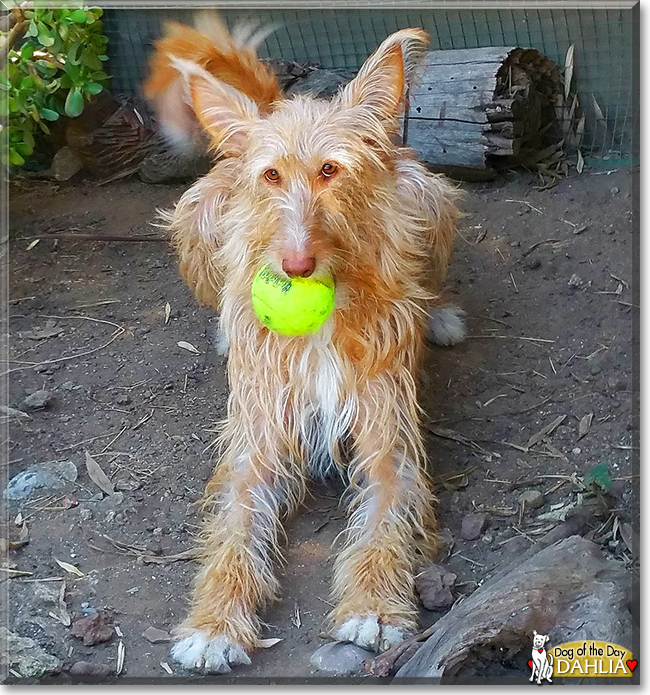 Dahlia the Wire Haired Podenco, the Dog of the Day