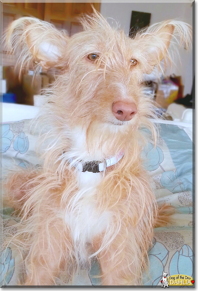 Dahlia the Wire Haired Podenco, the Dog of the Day