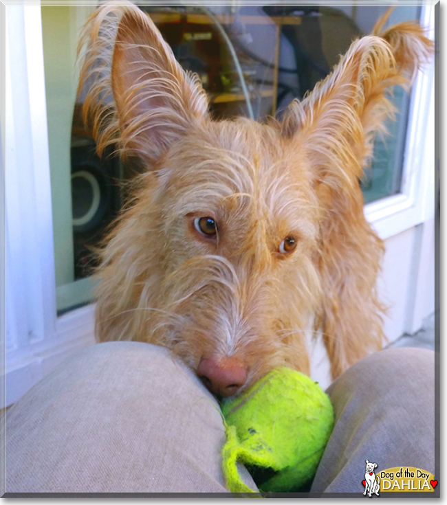 Dahlia the Wire Haired Podenco, the Dog of the Day