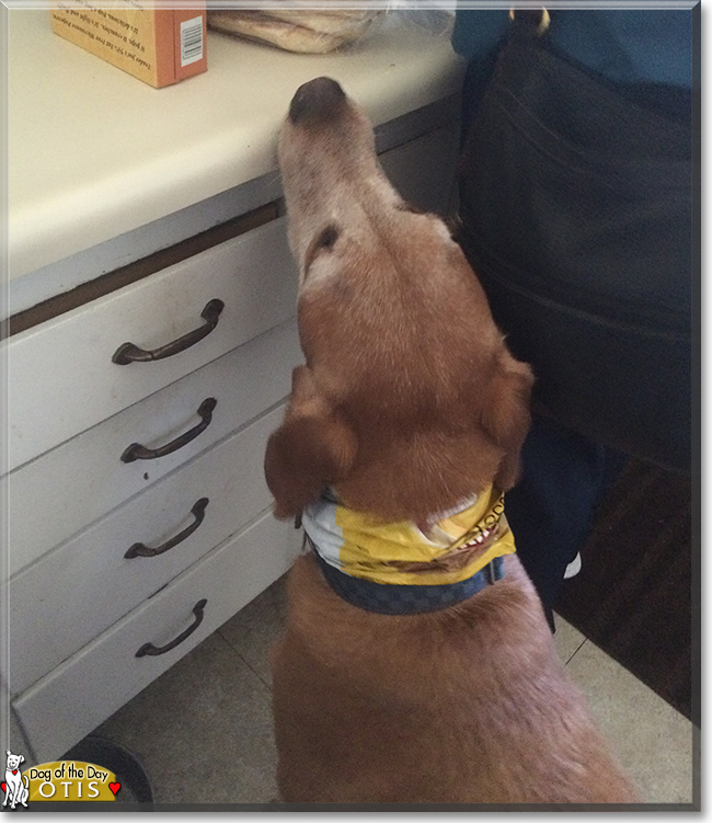 Otis the Golden Retriever, Labrador mix, the Dog of the Day