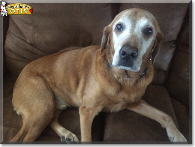 Otis the Golden Retriever, Labrador mix, the Dog of the Day