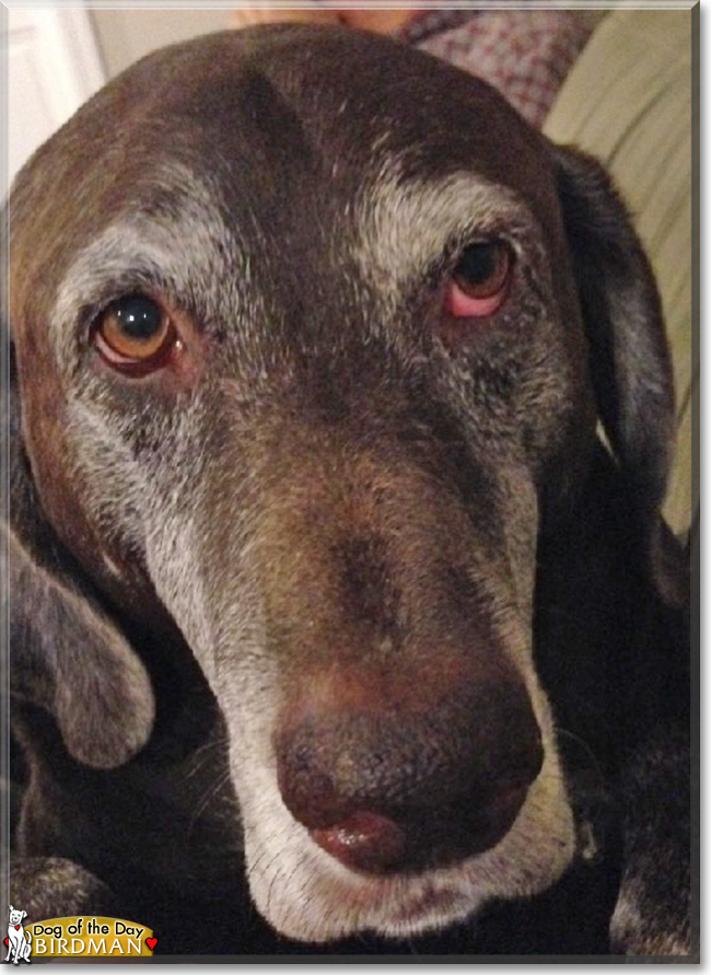 Birdman the Labrador Retriever/German Shorthair Pointer mix, the Dog of the Day