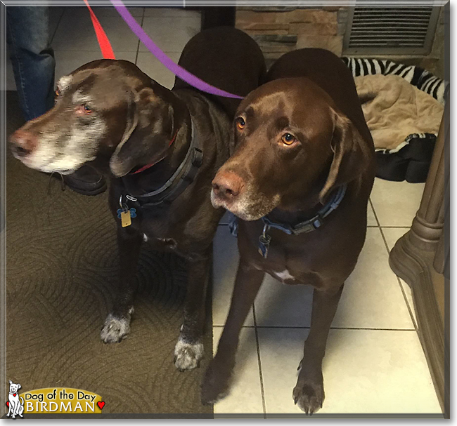 Birdman the Labrador Retriever/German Shorthair Pointer mix, the Dog of the Day