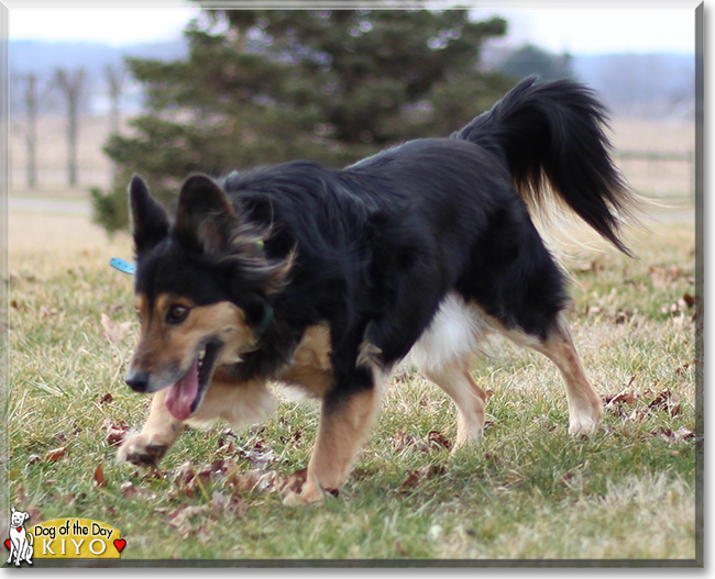 Kiyo the Dog, the Dog of the Day