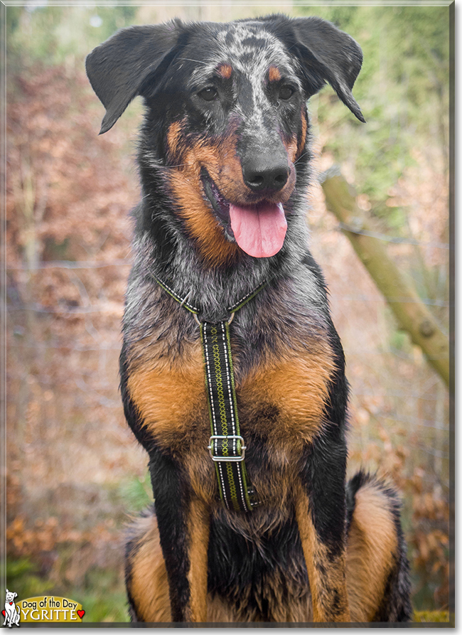 Ygritte the Beauceron, the Dog of the Day