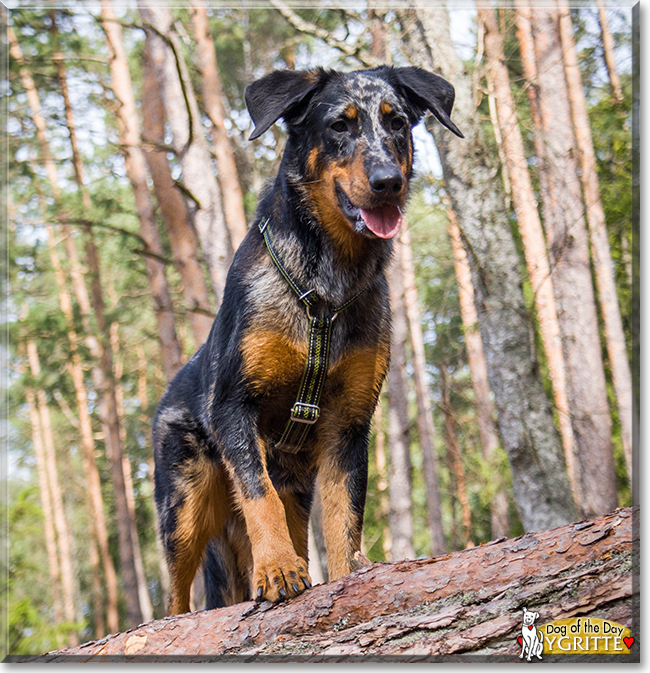 Ygritte the Beauceron, the Dog of the Day