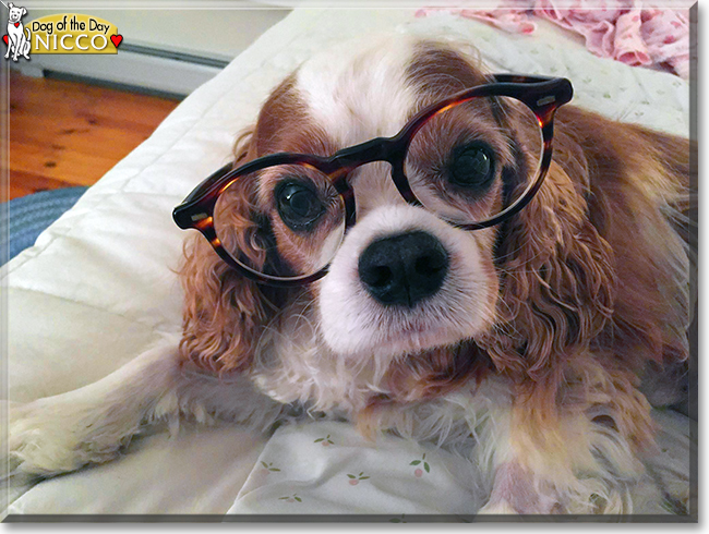 Nicco the Cavalier King Charles Spaniel, the Dog of the Day