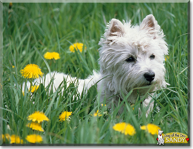 Sandy the West Highland White Terrier, the Dog of the Day